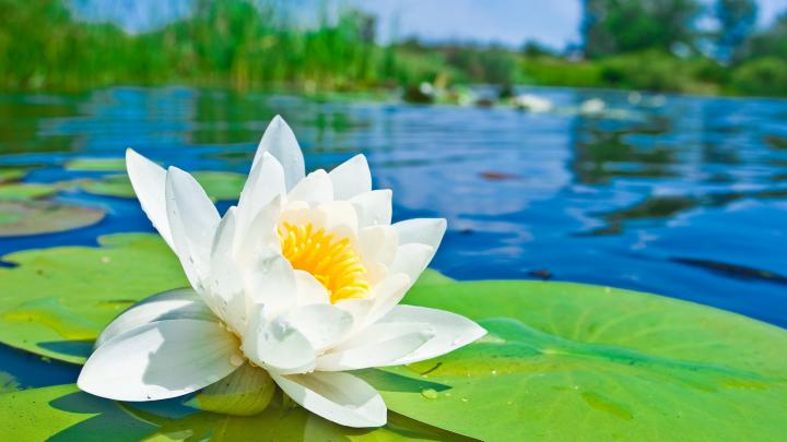 Lotus HD Wallpapers
