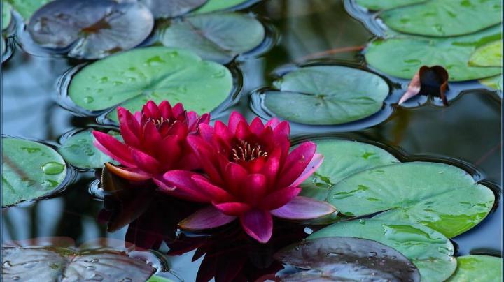 Lotus Flowers Wallpapers