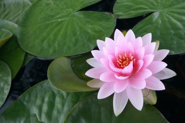 Lotus Flower HD wallpapers | HD Wallpapers (High Definition) | Free 