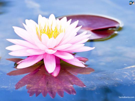 Lotus HD Wallpaper -