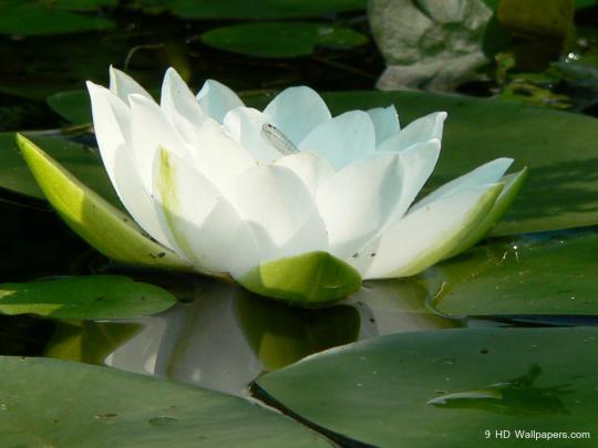 Beautiful Wallpapers: Lotus wallpapers HD