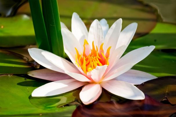 Lotus Flower HD wallpapers | HD Wallpapers (High Definition) | Free 