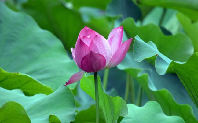 Lotus HD Wallpaper -