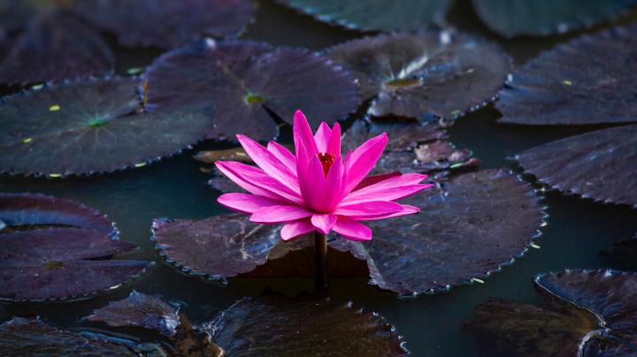 Lotus 5k, HD Flowers, 4k Wallpapers, Images, Backgrounds, Photos and 