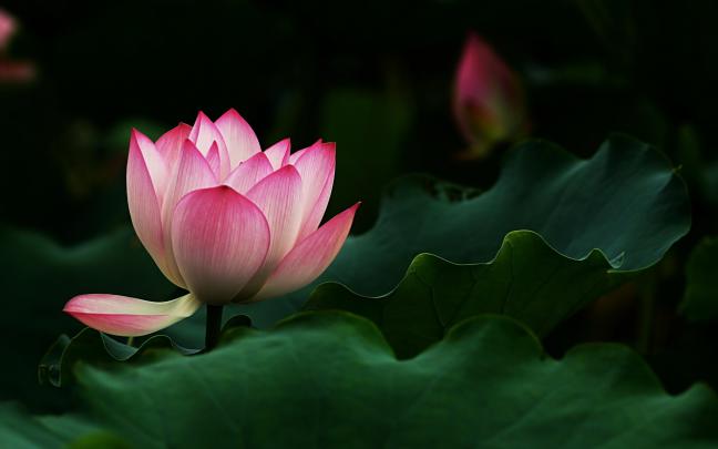 Lotus HD Wallpaper -