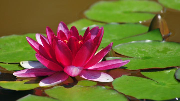 Lotus Wallpaper HD -