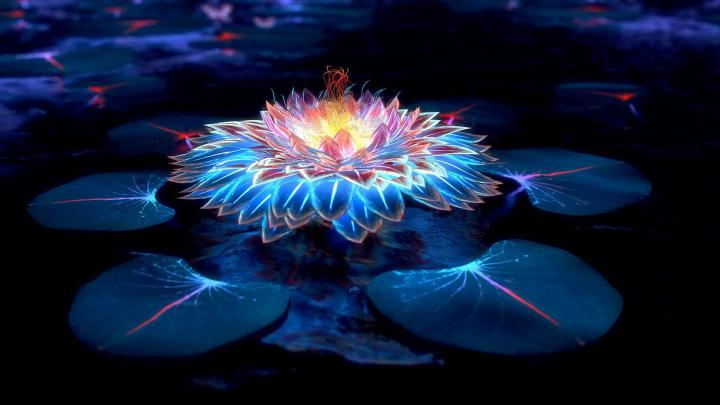 Lotus HD Wallpaper (73+ images)
