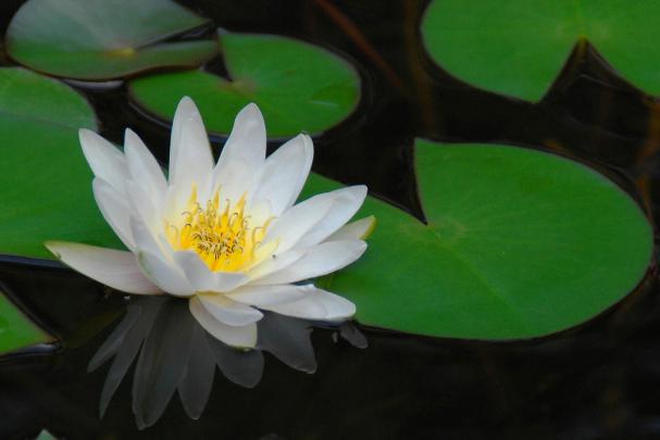 Lotus Flower HD wallpapers | HD Wallpapers (High Definition) | Free 