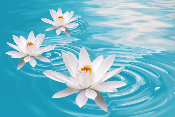 Lotus Flower HD wallpapers | HD Wallpapers (High Definition) | Free 