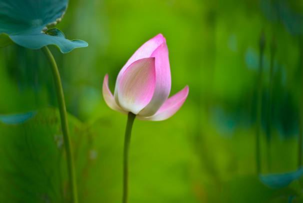 Lotus Wallpaper HD Download
