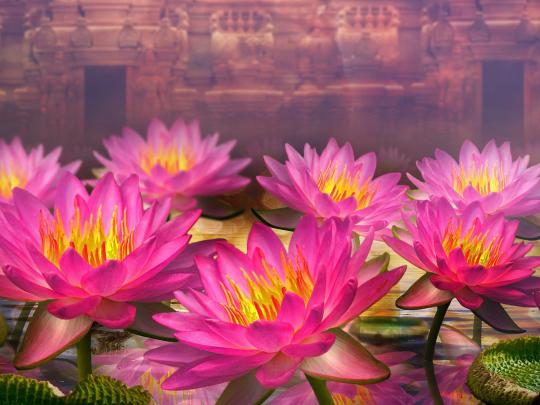 Pink Lotus Flowers Water Lilies HD Wallpaper for Desktop 2560x1440 