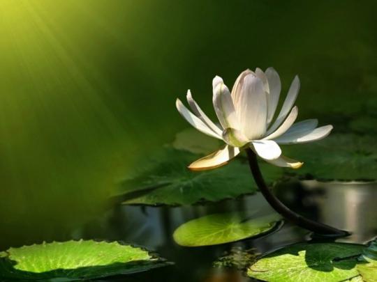 Beautiful Wallpapers for Desktop: Lotus wallpapers hd