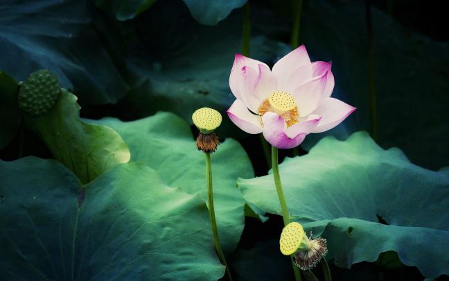 Lotus HD Wallpapers