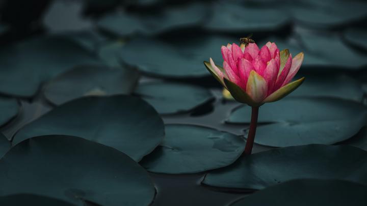 Lotus Bee Water 4K 5K HD Wallpapers | HD Wallpapers | ID #31796