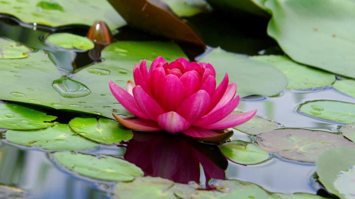 Download 1366x768 wallpaper lotus, flower, pink, leaf, lake, tablet 