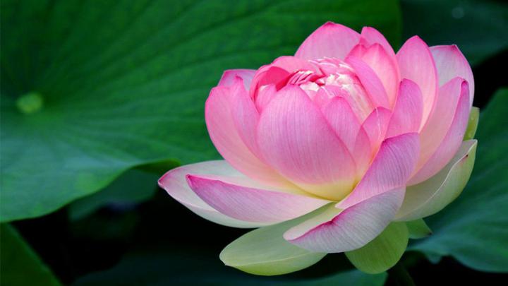 Macro Photo of Lotus Flower for Wallpaper in HD - HD Wallpapers 