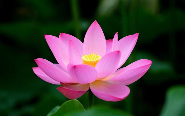 Lotus HD Wallpaper -