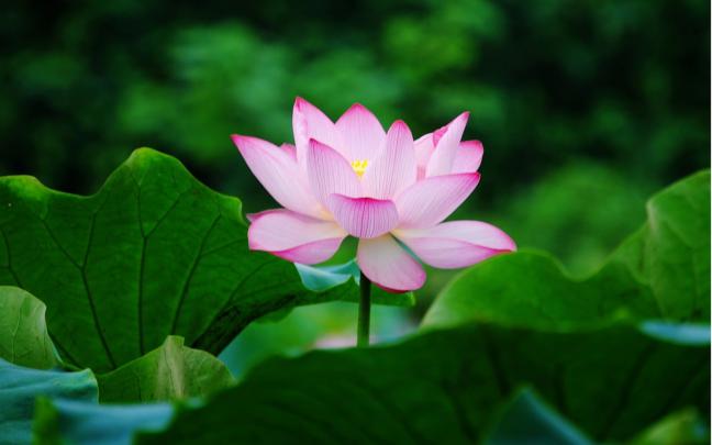 Beautiful Wallpapers for Desktop: Lotus wallpapers hd