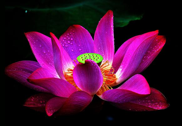rain, Drops, Macro, Petal, Aquatic, Flower, Flower, Lotus Wallpapers HD 