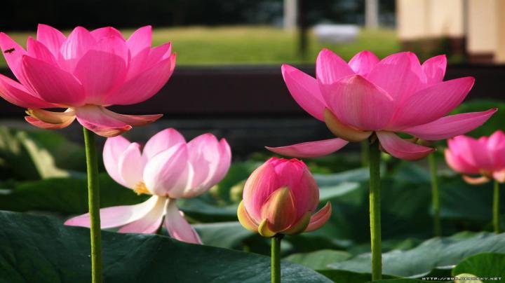 Lotus Wallpapers