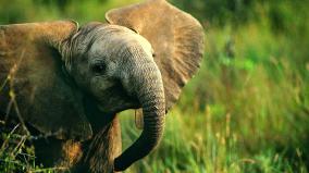 Elephant Hd Wallpapers 1920x1080