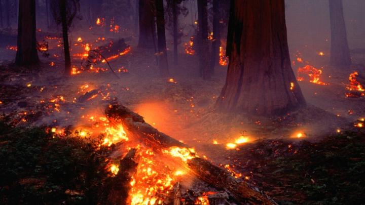 Forest Fire Wallpaper (54+ images)