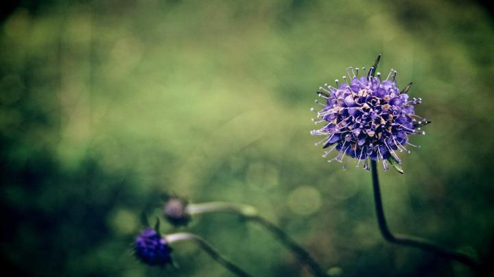 What Color Is Violet Violet Color Flowers 5779 1920x1080 Download Hd 