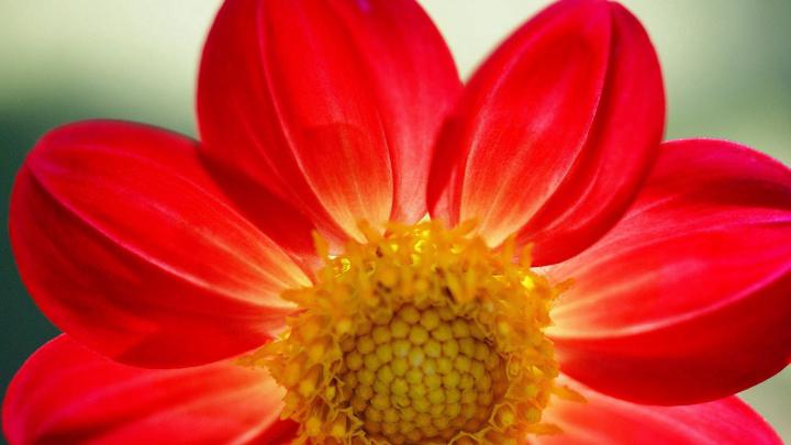 Wallpaper Plant Flower Petals Macro In 2021 Plant Wallpaper Planting 
