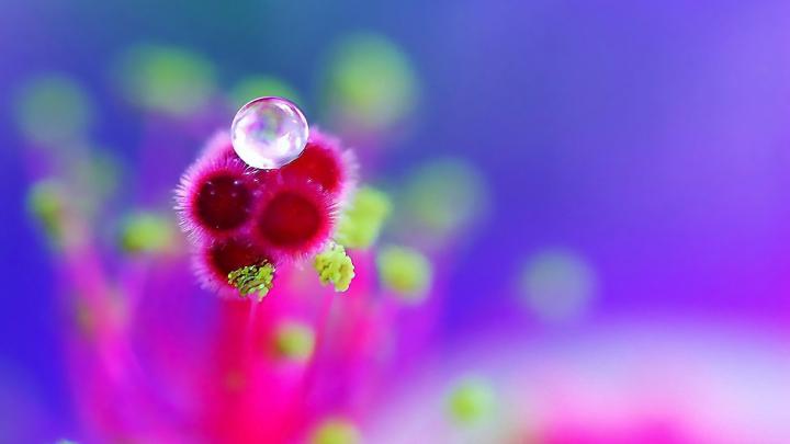 Flower Dew Drops Hd Wallpaper 1080p Picture Reference Eye Dew Drops 