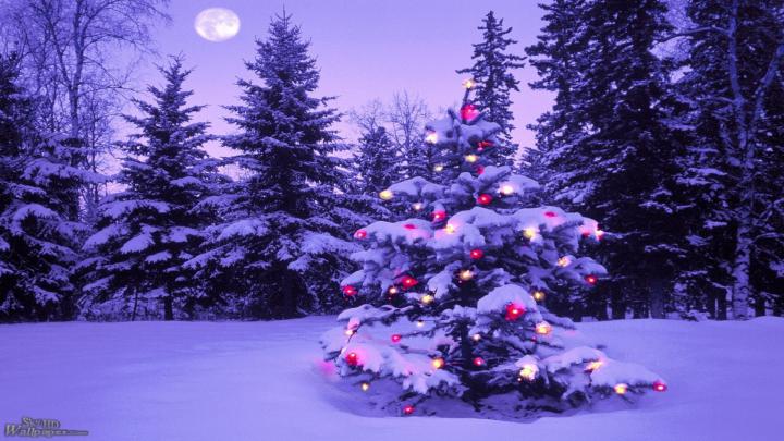 Lighted Christmas Tree in Winter Forest HD Wallpaper | Background Image 