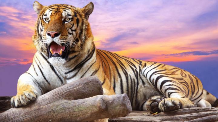 1920x1080 Tiger Wallpaper Full HD (65+ images)