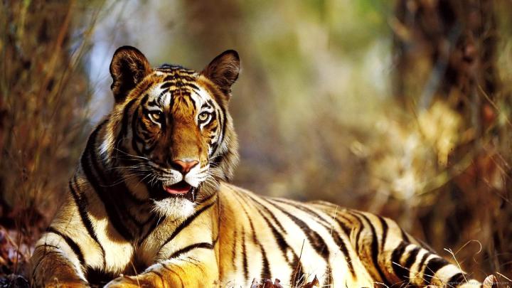 1920x1080 Tiger Wallpaper Full HD (65+ images)