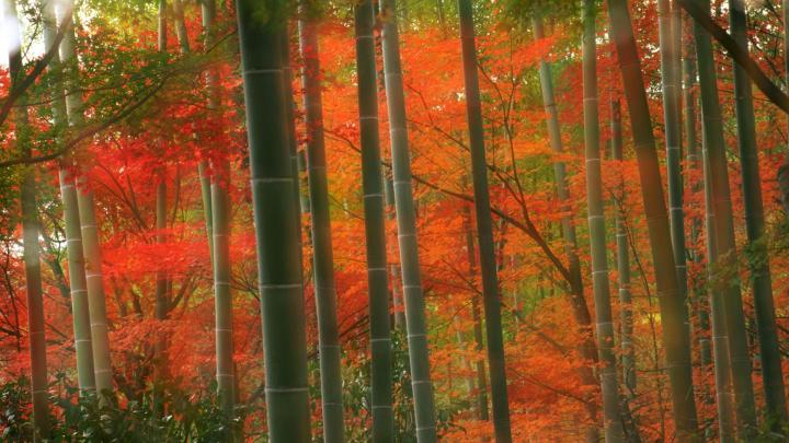 Kyoto Wallpaper (60+ pictures)