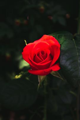 Wallpaper Hd Nature Flower Rose Love Download - img-klutz