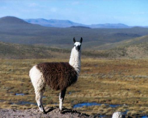 Lama Wallpapers - We determined that these pictures can also depict a 