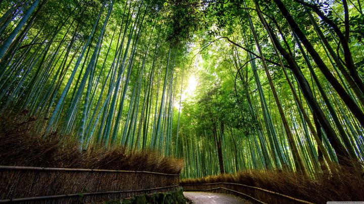 Kyoto Wallpaper (60+ pictures)