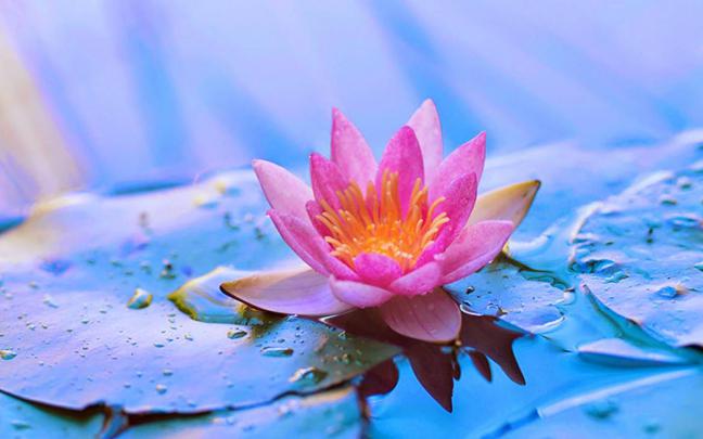 Lotus Flower Wallpapers 2 - Lotus Flower Images Hd - 1170x731 Wallpaper 