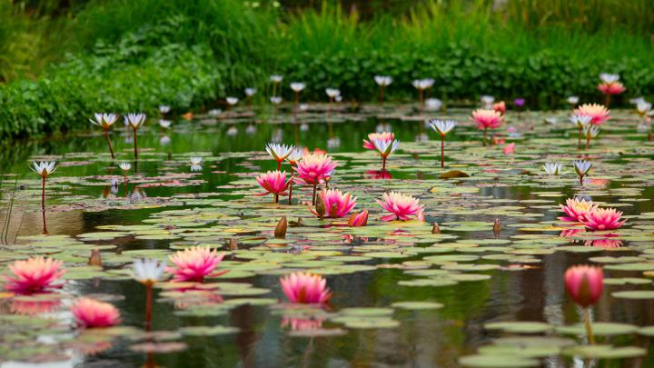 Pond With Beautiful Pink Lotus Flowers 4K 5K HD Flowers Wallpapers | HD 