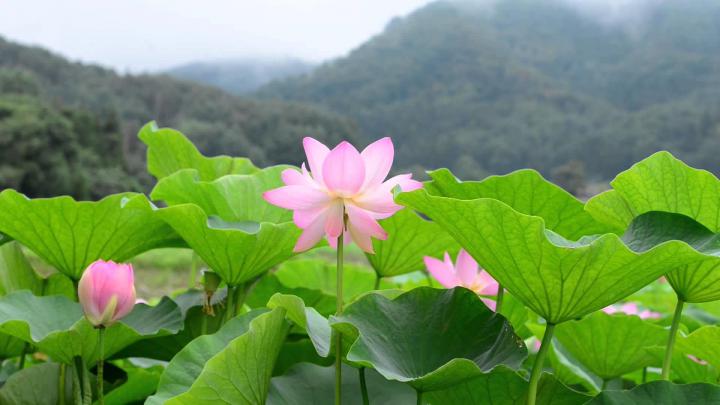 Lotus Flower Background Wallpaper (65+ images)