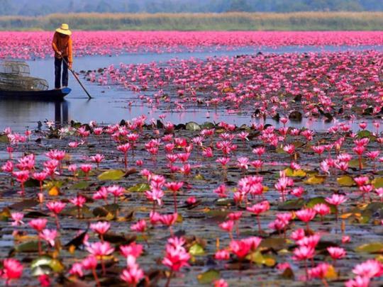 Red Lotus Lake Color Pink Lotus Udon Thani Talay Bua Dang Wallpaper Hd 