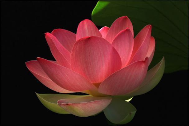 Red Lotus Flower - Flower HD Wallpapers, Images, PIctures, Tattoos and 