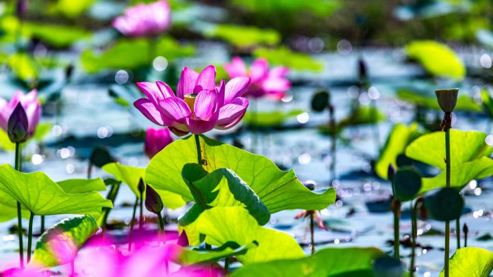 Desktop Wallpaper Lotus, Pond, Leaves, Plants, Bokeh, 5k, Hd Image 