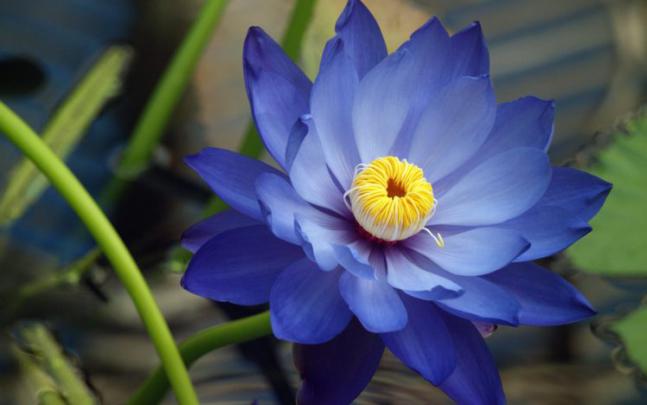blue, Lotus Wallpapers HD \/ Desktop and Mobile Backgrounds