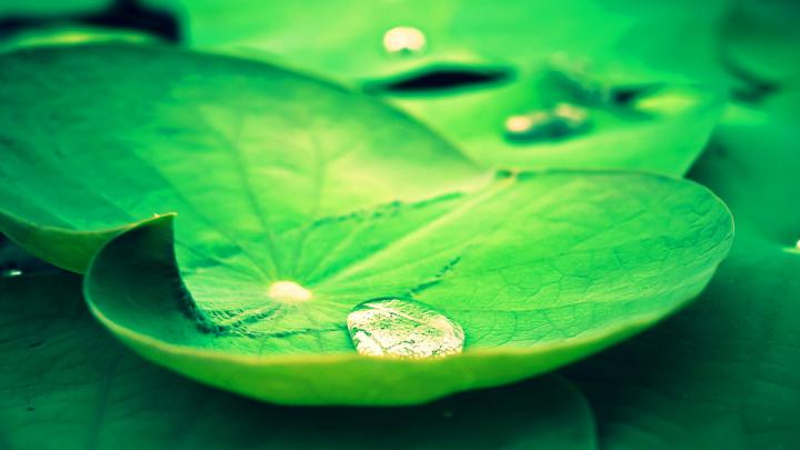Rain On Leaves Wallpaper HD