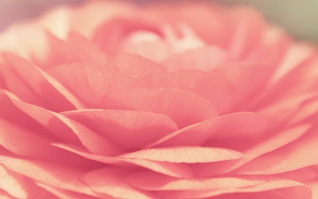 Lotus Flower Wallpapers, Pictures, Images