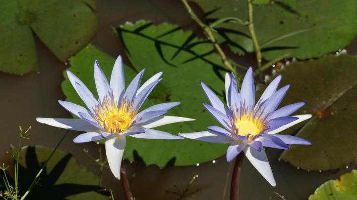 Lotus Wallpaper HD Download