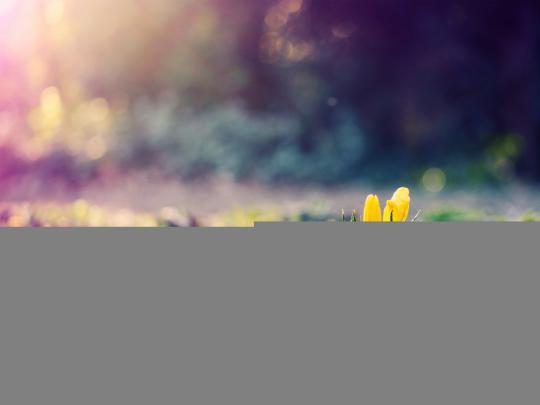 Spring desktop backgrounds | AirWallpaper.Com