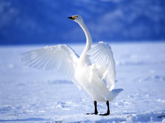 goose images - HD Desktop Wallpapers