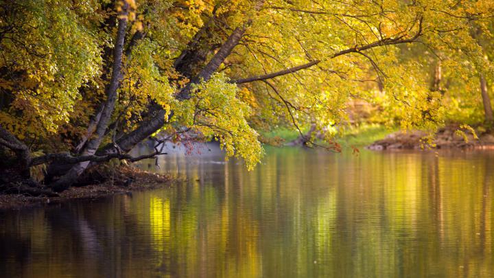 lake, Pond, Golden, Trees, Tropical, Forest, Stream, Leaves, Hdr 