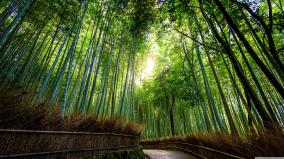Free Hd Wallpaper Wallpapers Nature 1920x1080